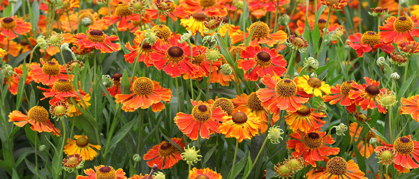 Hélénie de Hoopes - Helenium hoopesii