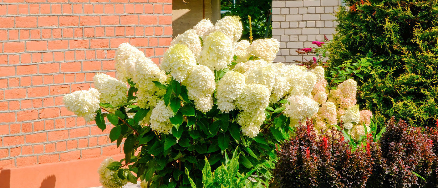 Hortensia paniculé - Hydrangea paniculata