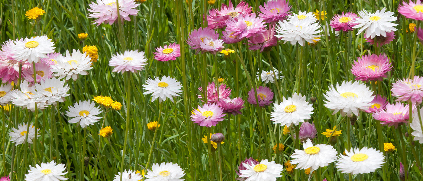 Immortelle à bractées - Xerochrysum bracteatum