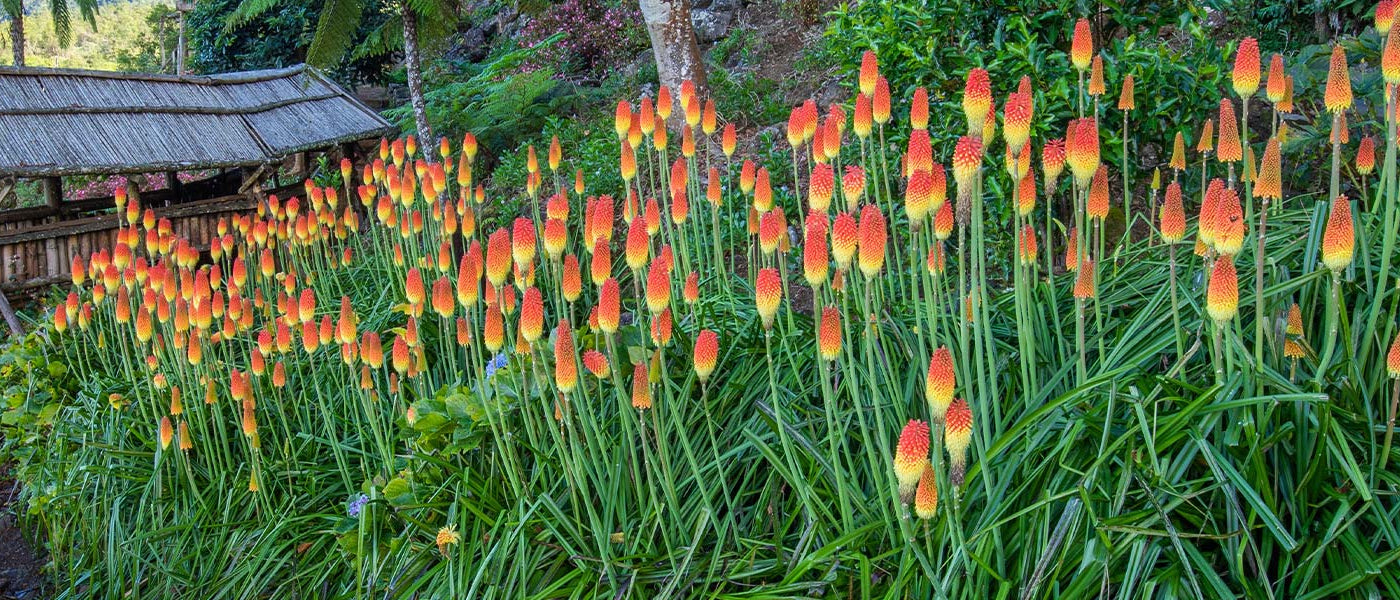 Kniphofia