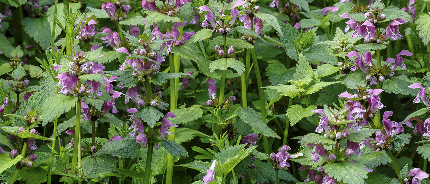 Lamier orvale - Lamium orvala