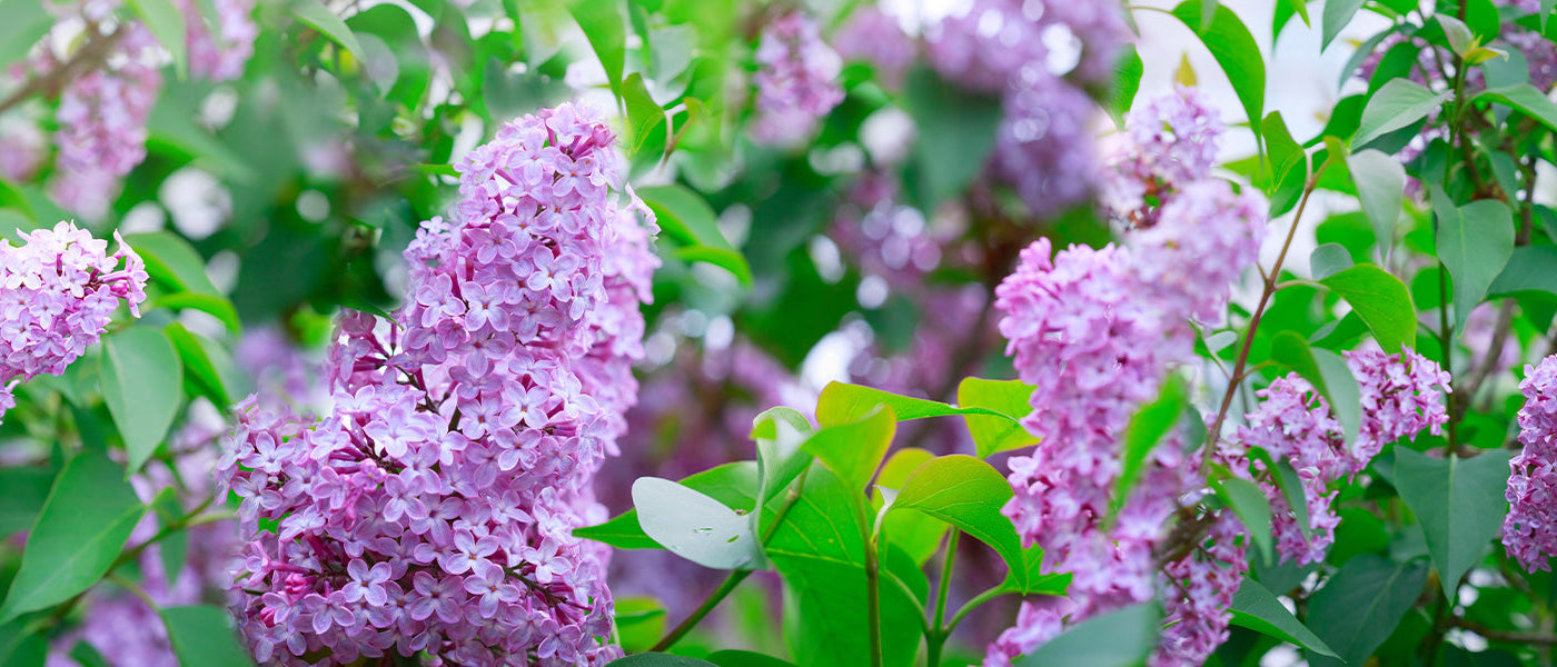 Lilas de Meyer - Syringa meyeri