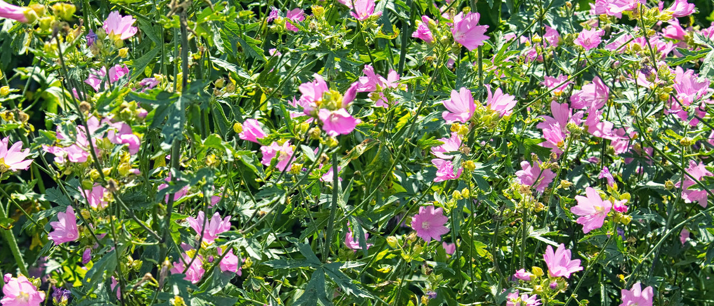 Mauve alcée - Malva alcea