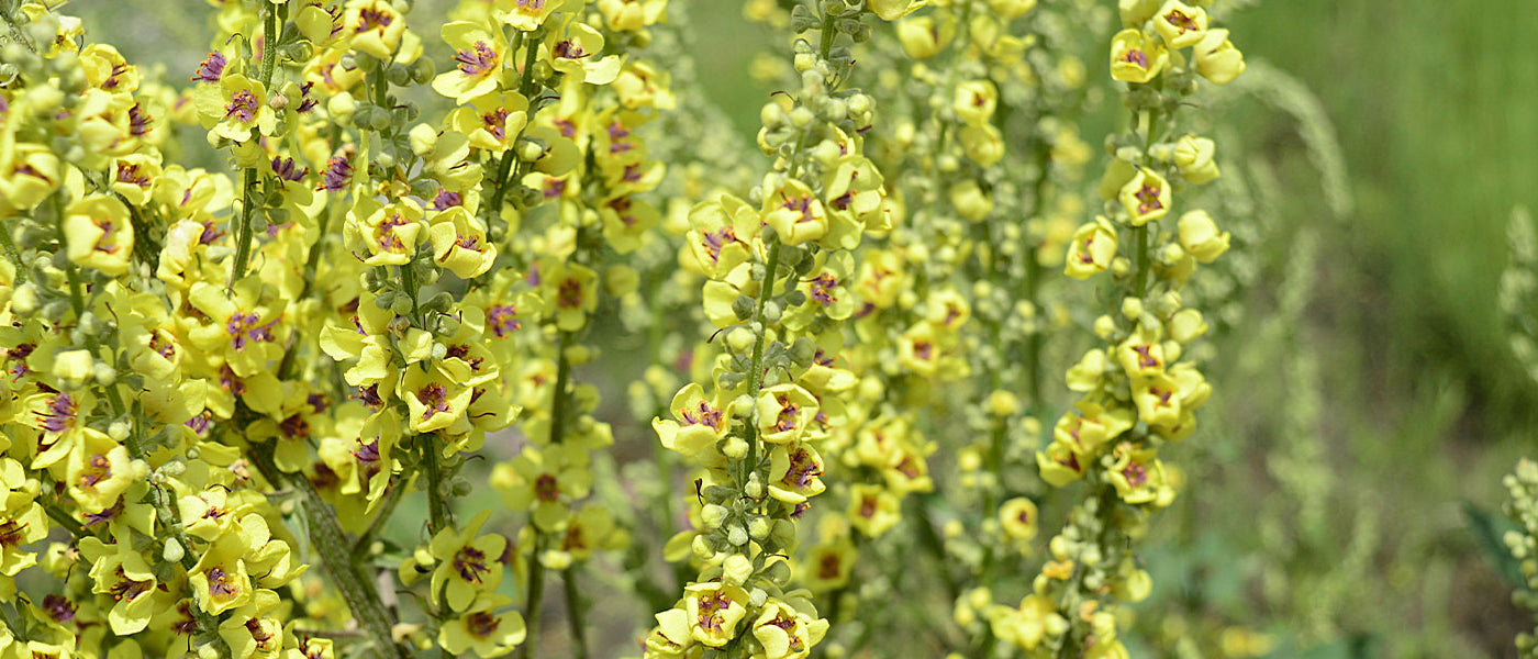 Molène - Verbascum