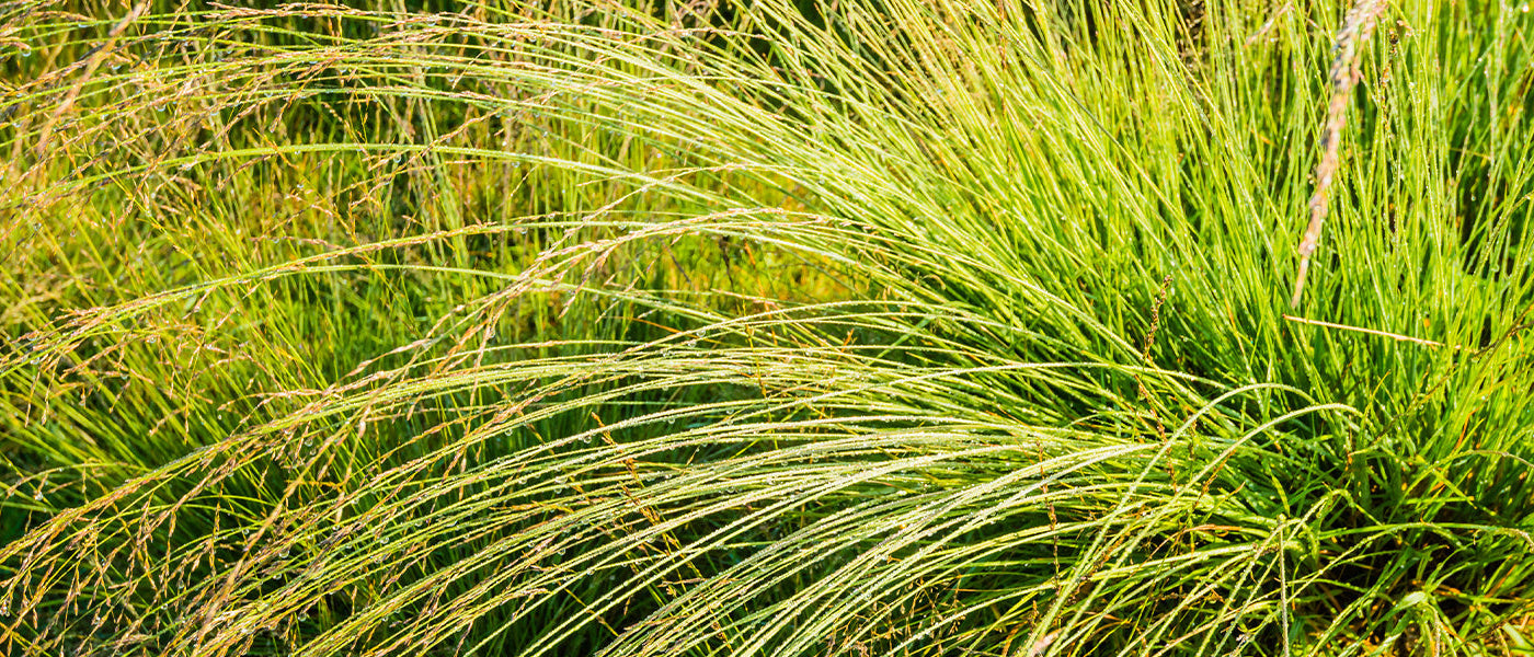 Molinie roseau - Molinia arundinacea