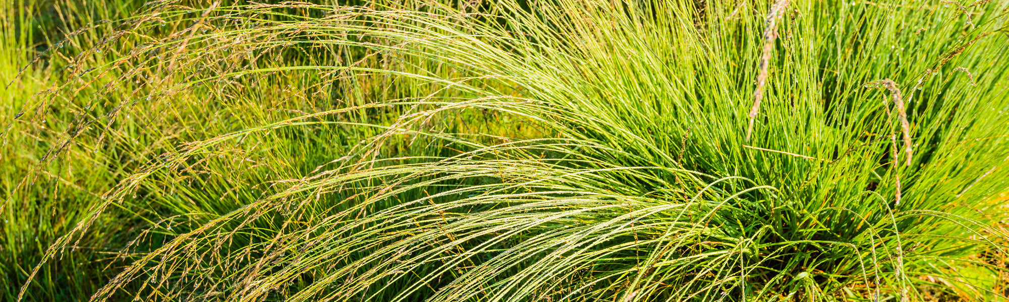 Molinie roseau - Molinia arundinacea