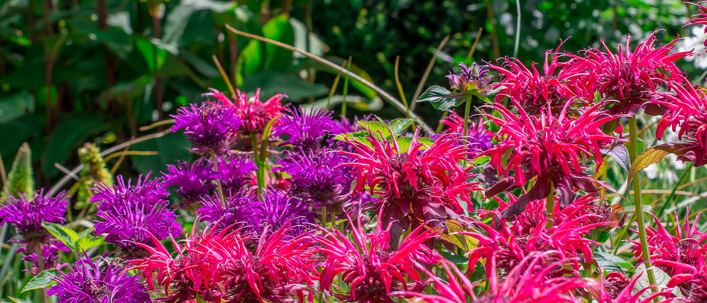 Monarde de Bradbury - Monarda bradburiana