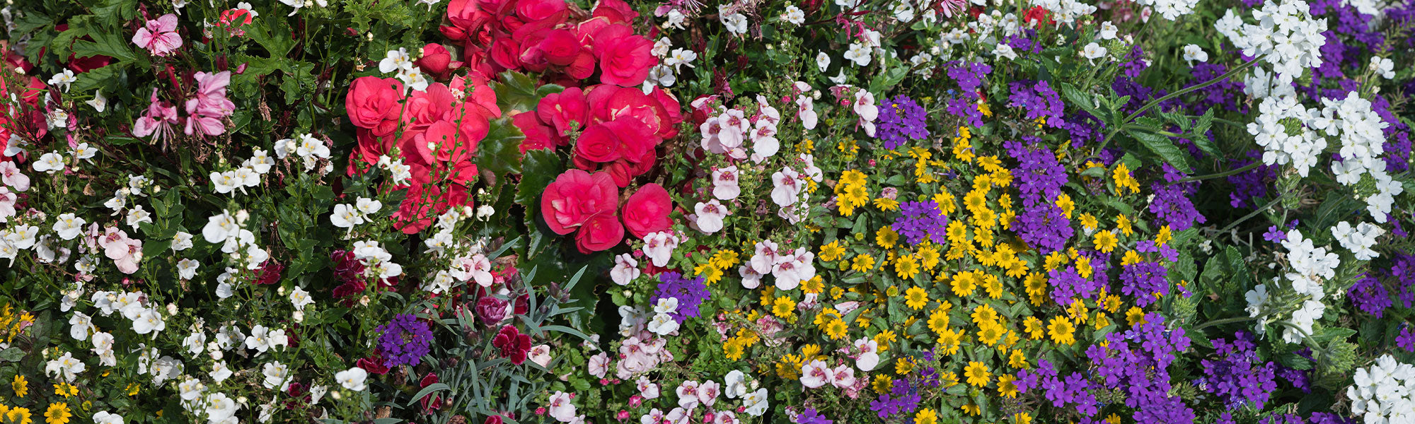 Nouveauté plantes annuelles