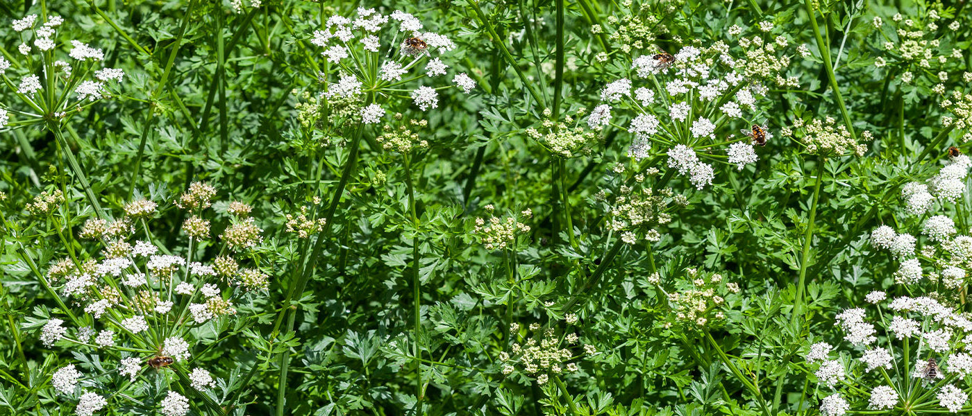 Œnanthe aquatique - Oenanthe aquatica