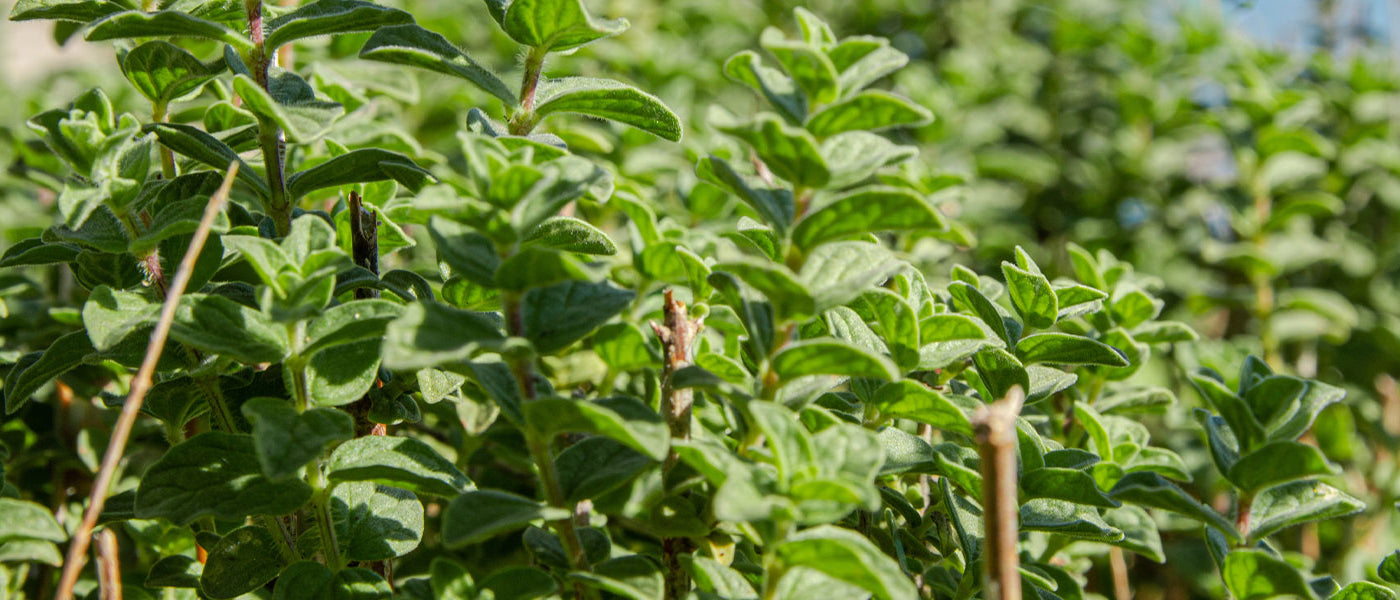 Origan - Origanum