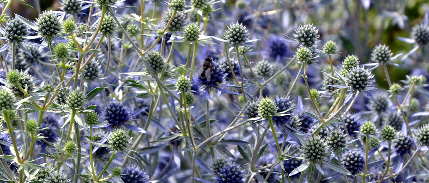 Panicaut géant - Eryngium giganteum