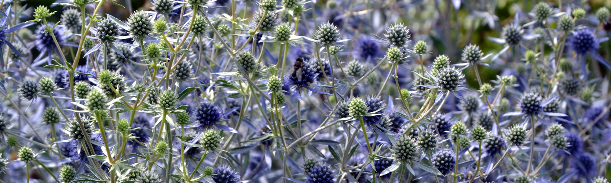 Panicaut de Bourgat - Eryngium bourgatii