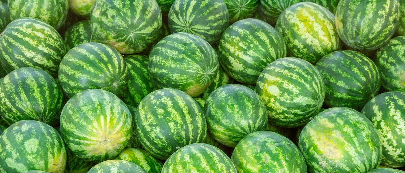 Pastèque - Citrullus lanatus