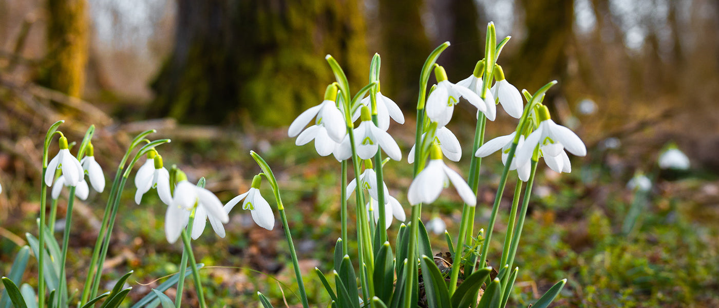 Perce-neige - Galanthus