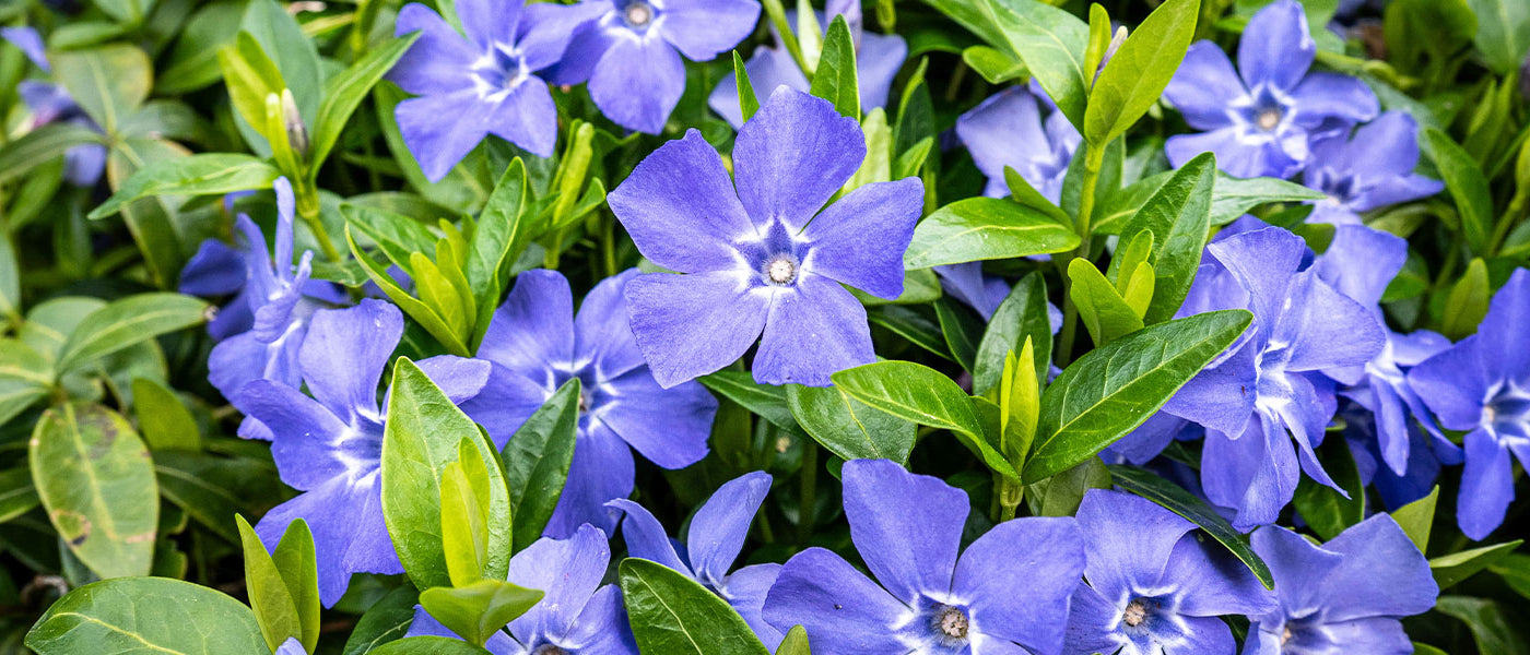 Grande pervenche - Vinca major