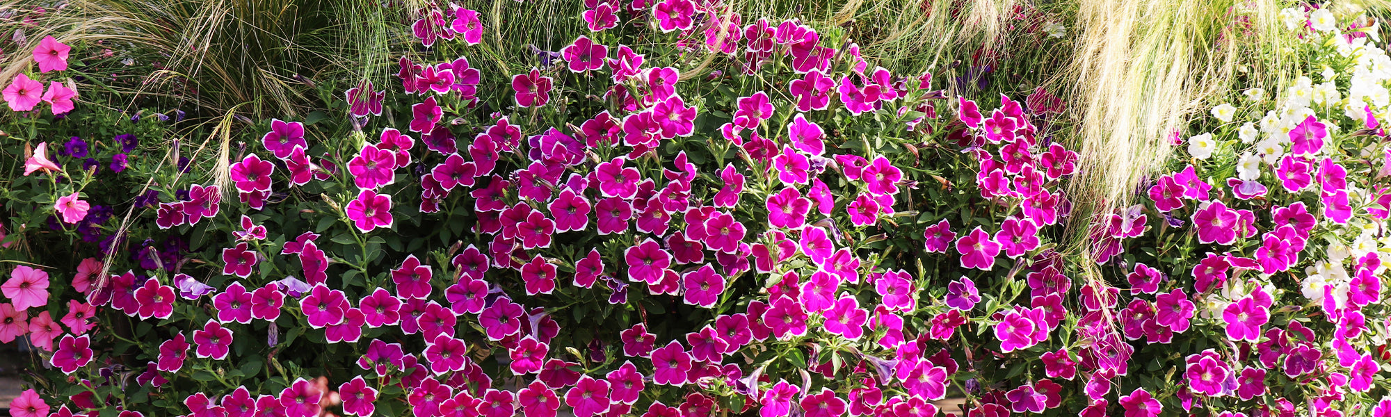 Pétunias