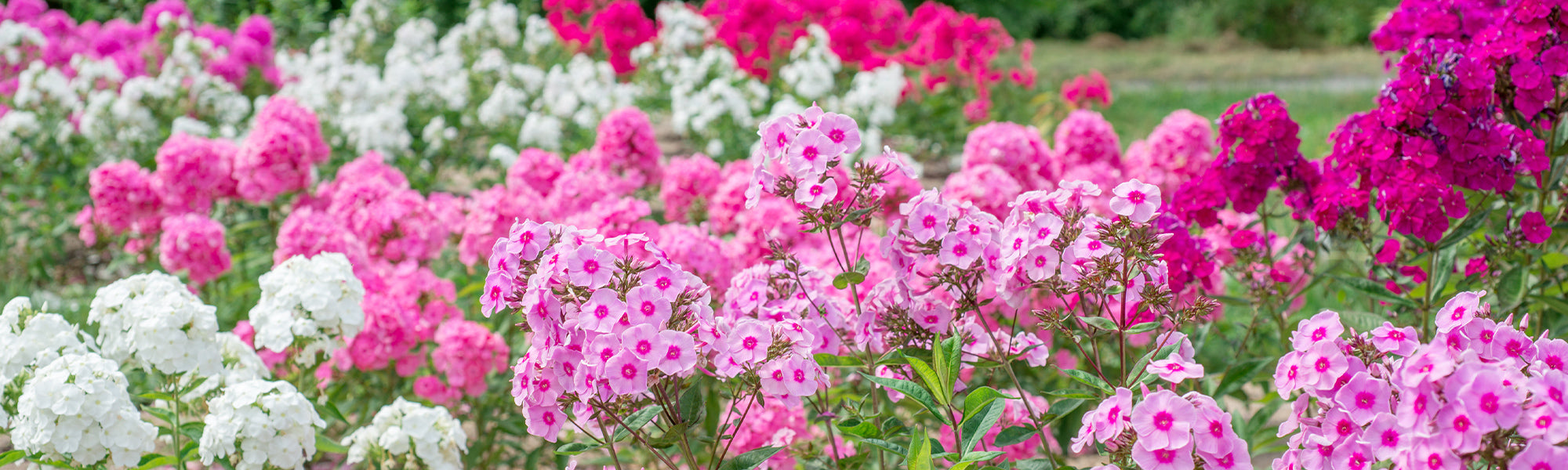 Phlox de Drummond - Phlox drummondii