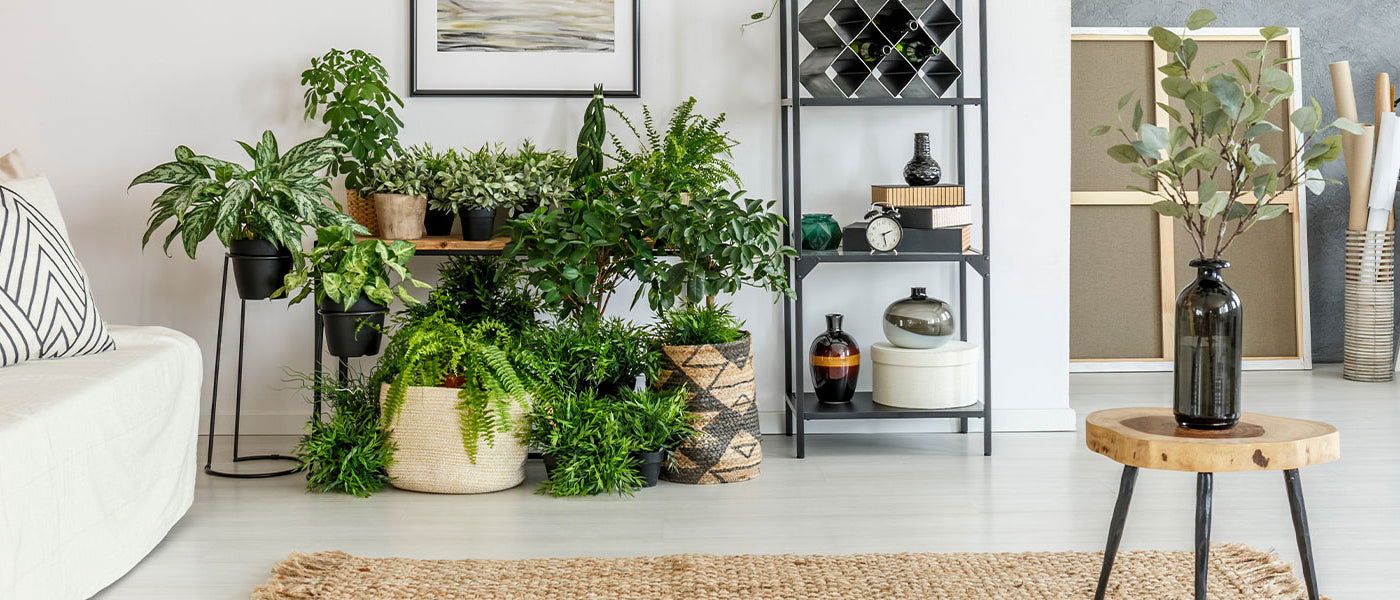 Plantes d'intérieur par pièce