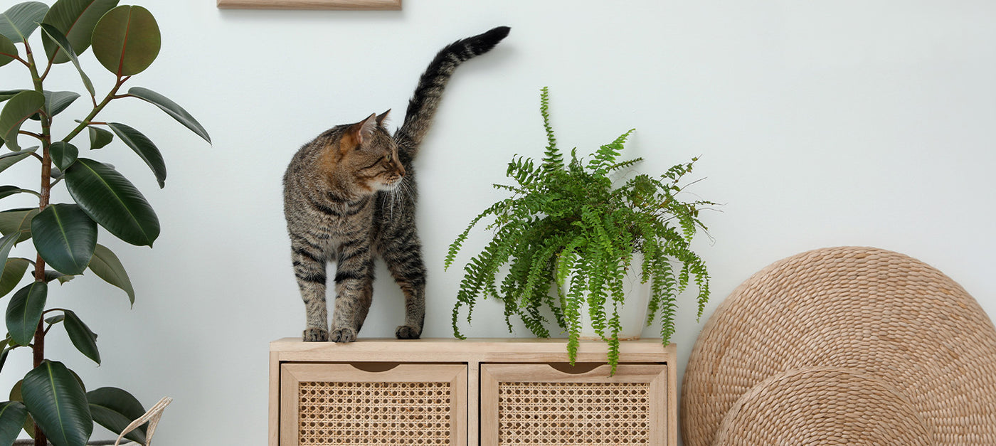 Plantes d'intérieur pour les chats et chiens