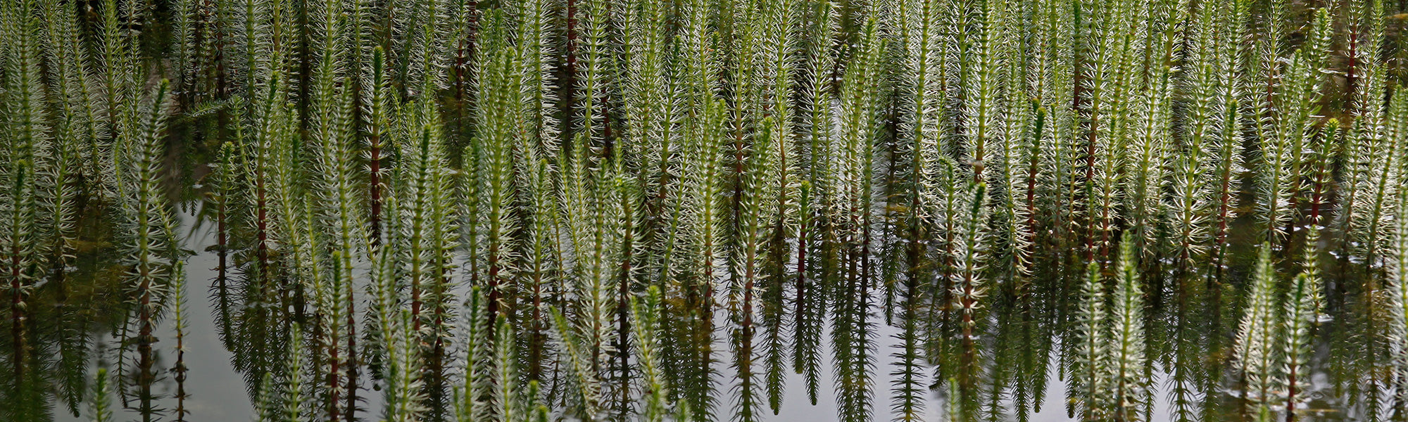 Plantes oxygénantes