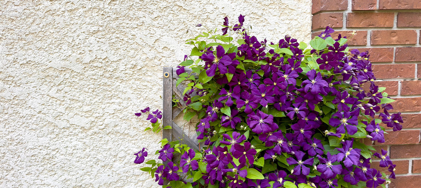 Plantes pour couvrir un mur