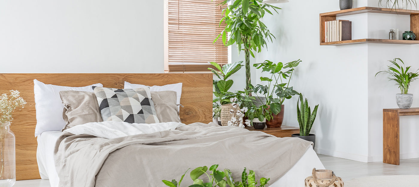 Plantes pour la chambre