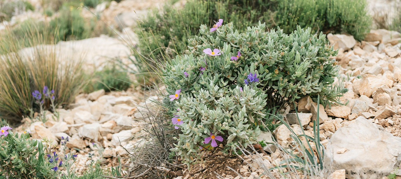 Plantes pour sol sec et caillouteux