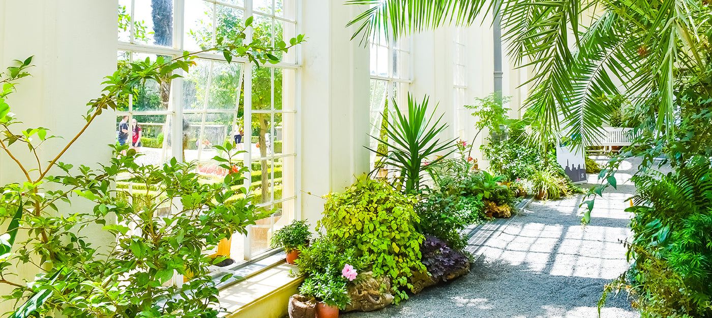 Plantes tropicales d'intérieur