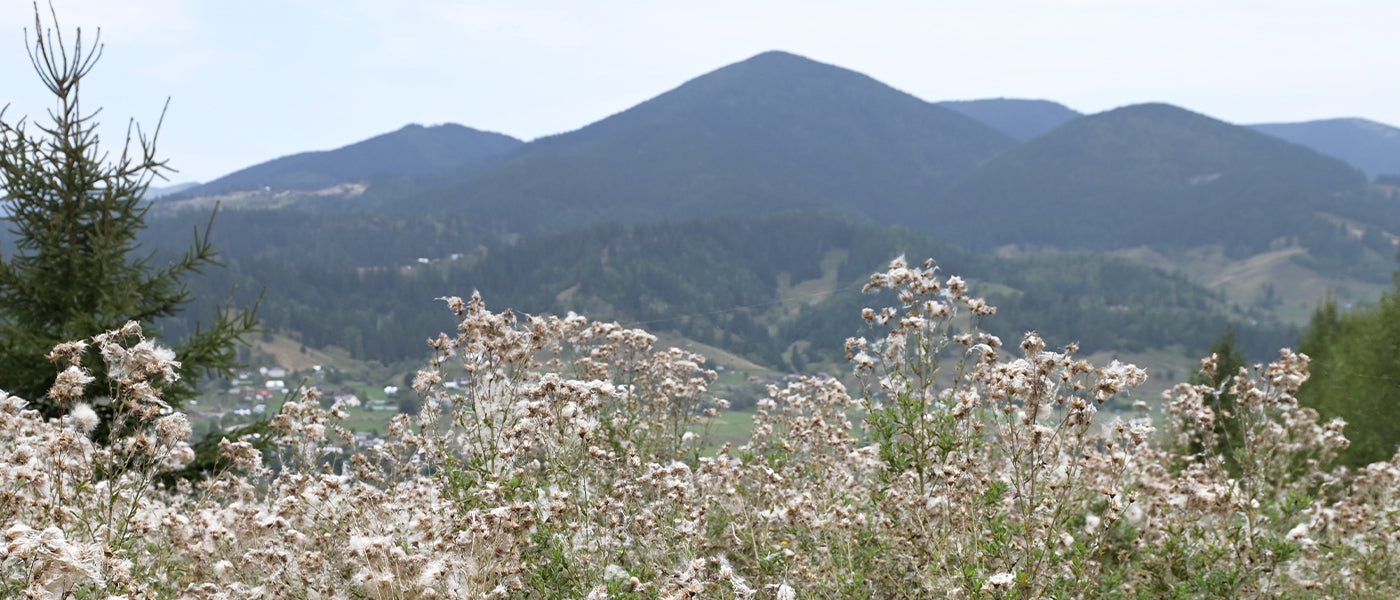 Plantes vivaces de montagne