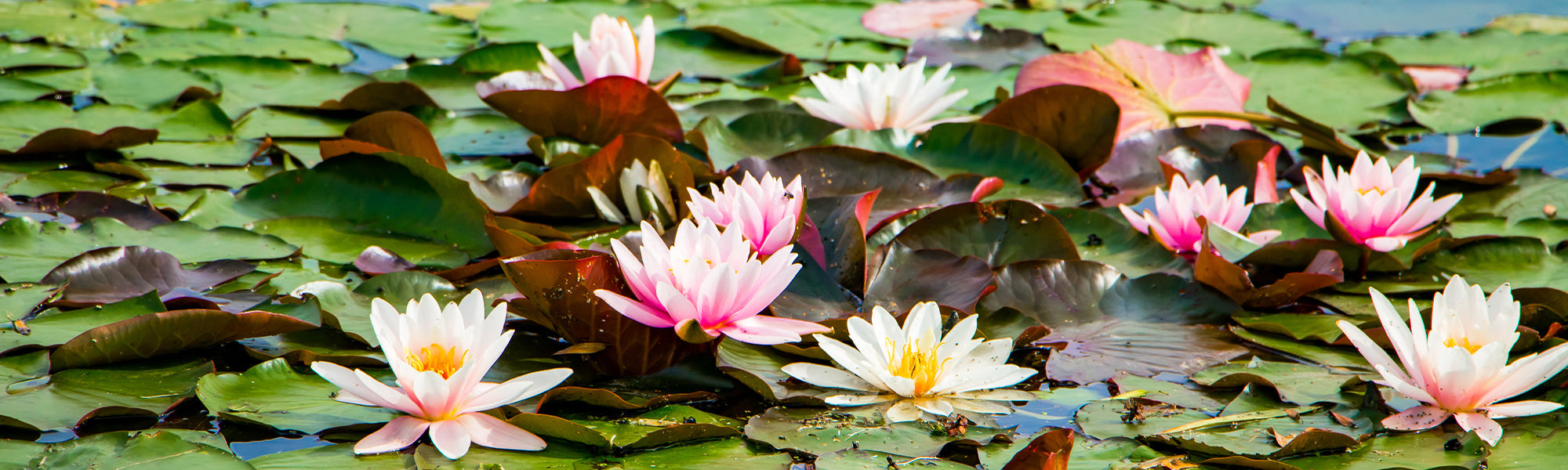 Nymphéa blanc - Nymphaea alba