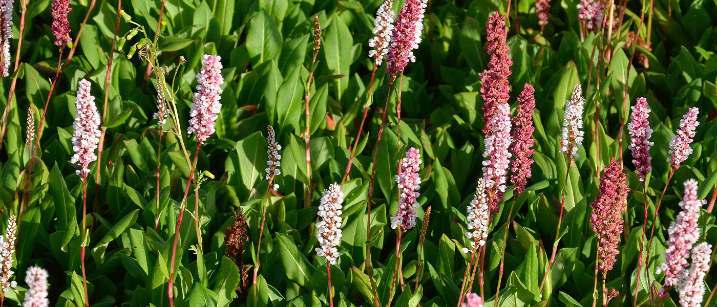 Renouée - Persicaria