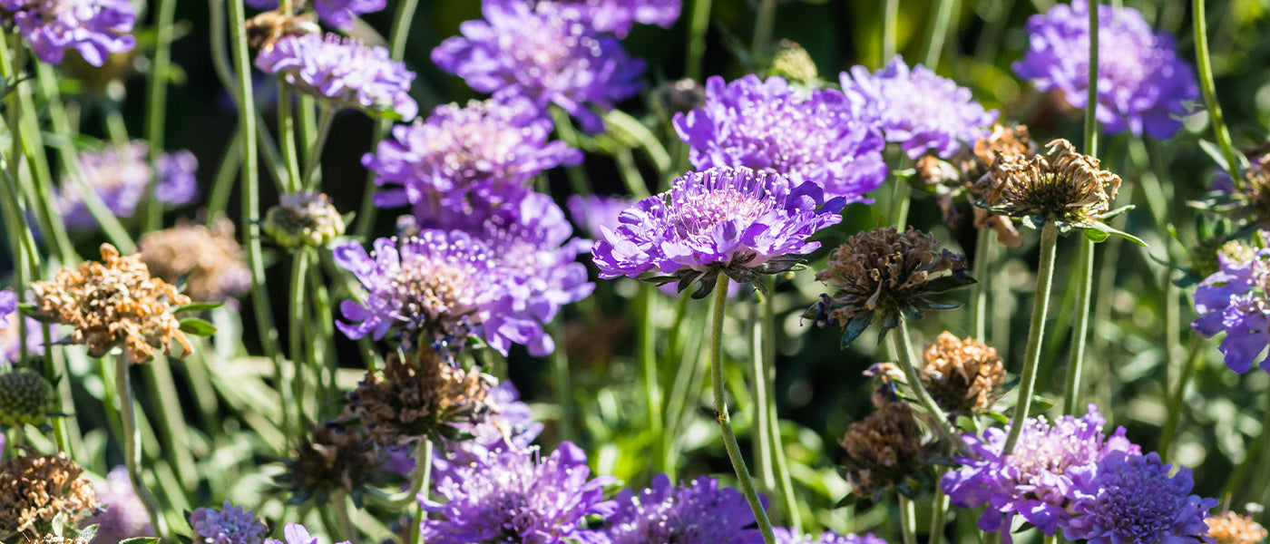 Scabieuse du Caucase - Scabiosa caucasica