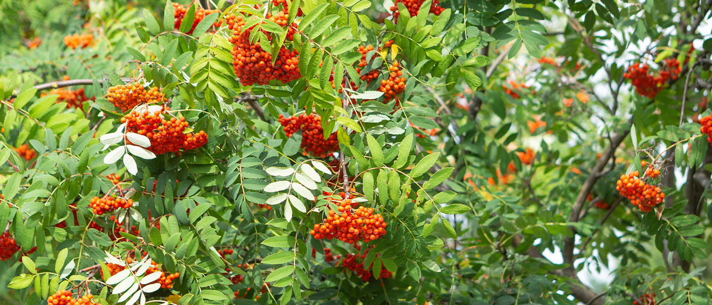 Sorbus