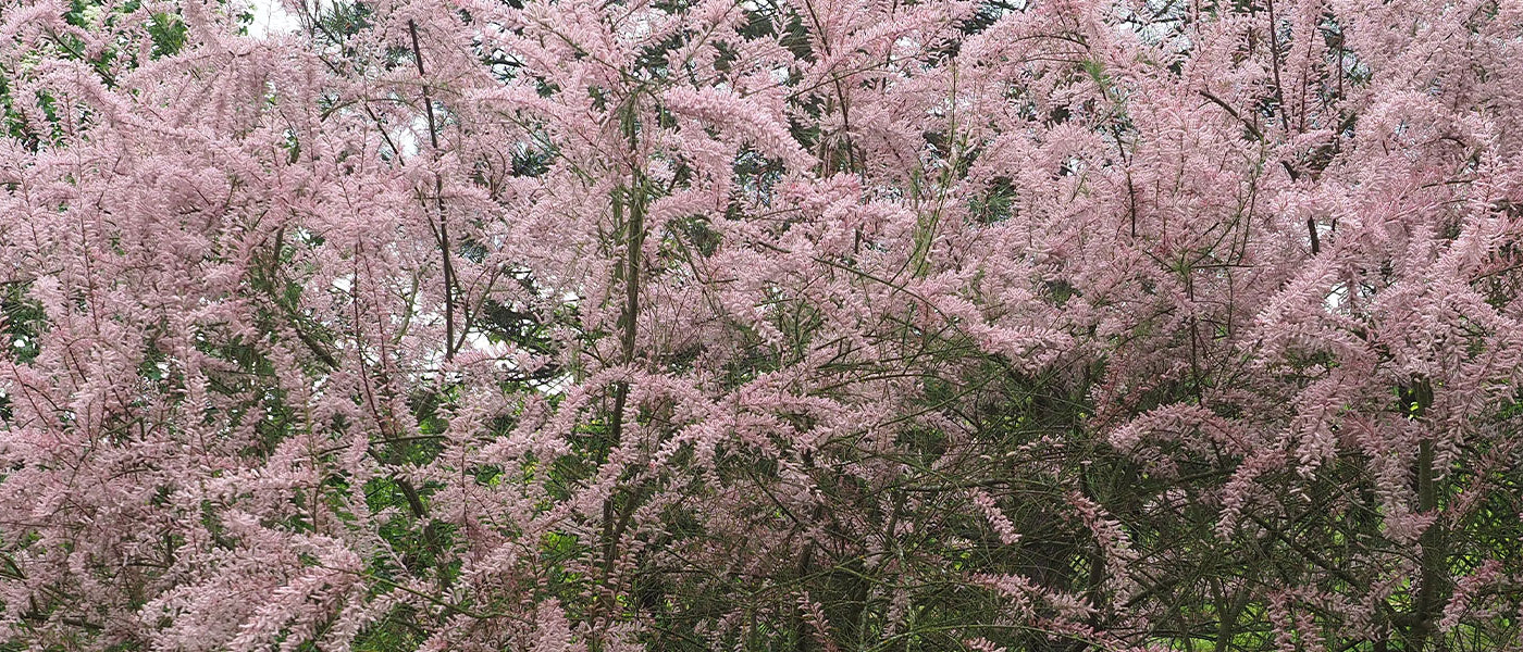 Tamaris - Tamarix