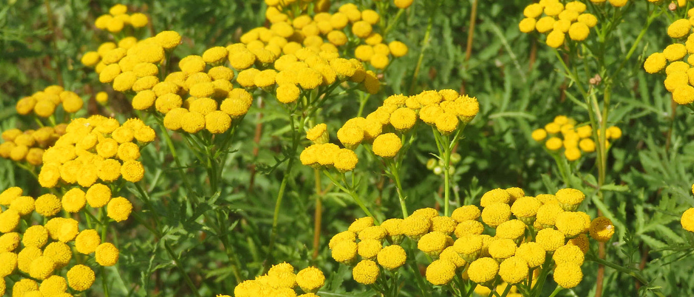 Tanaisie - Tanacetum