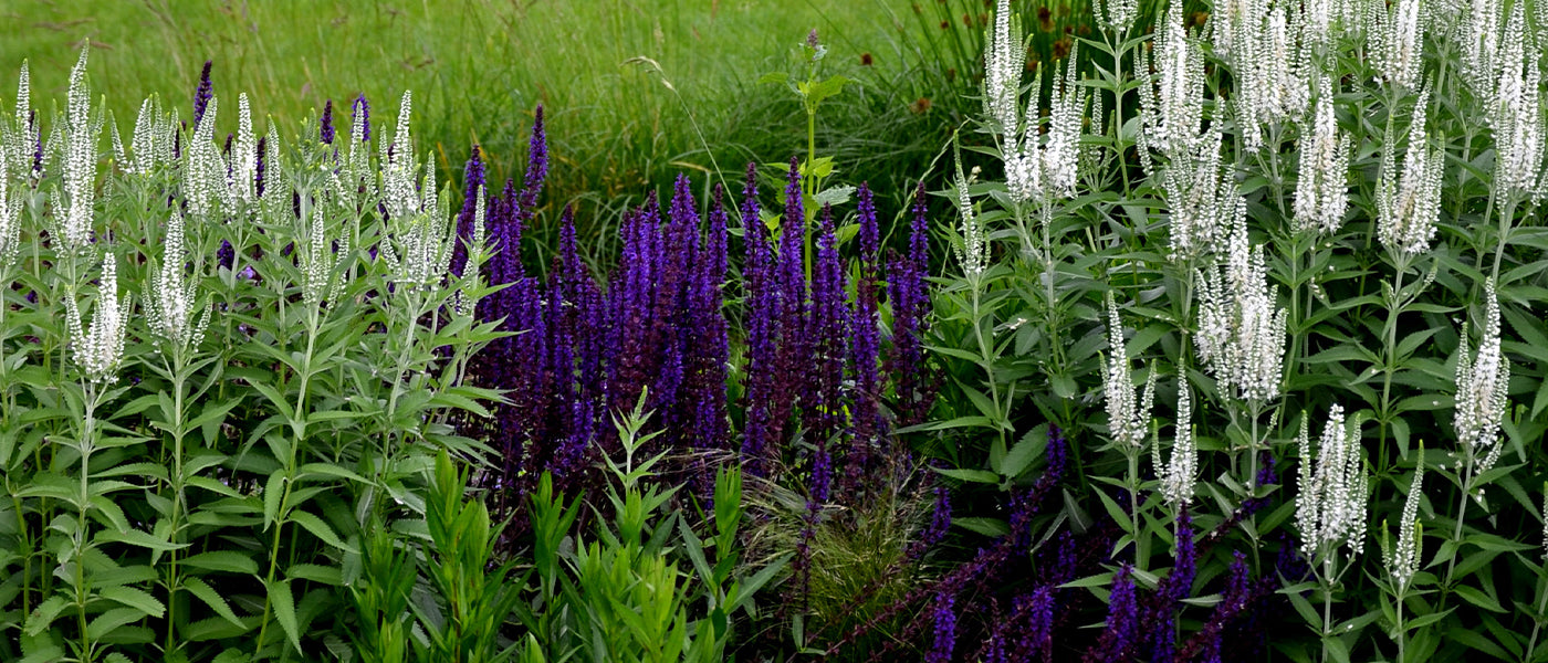 Véronique à longues feuilles - Veronica longifolia