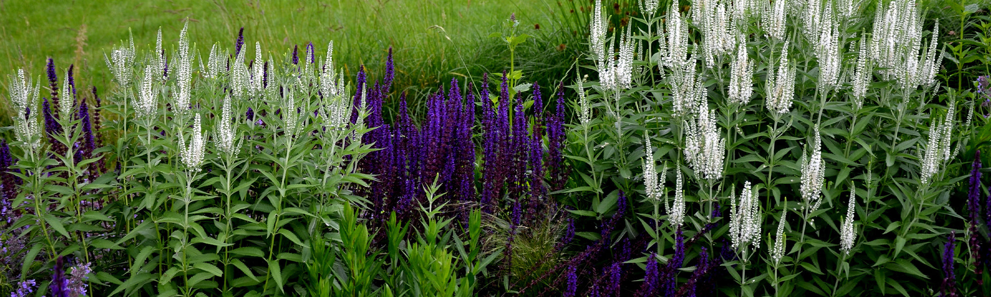 Véronique à longues feuilles - Veronica longifolia