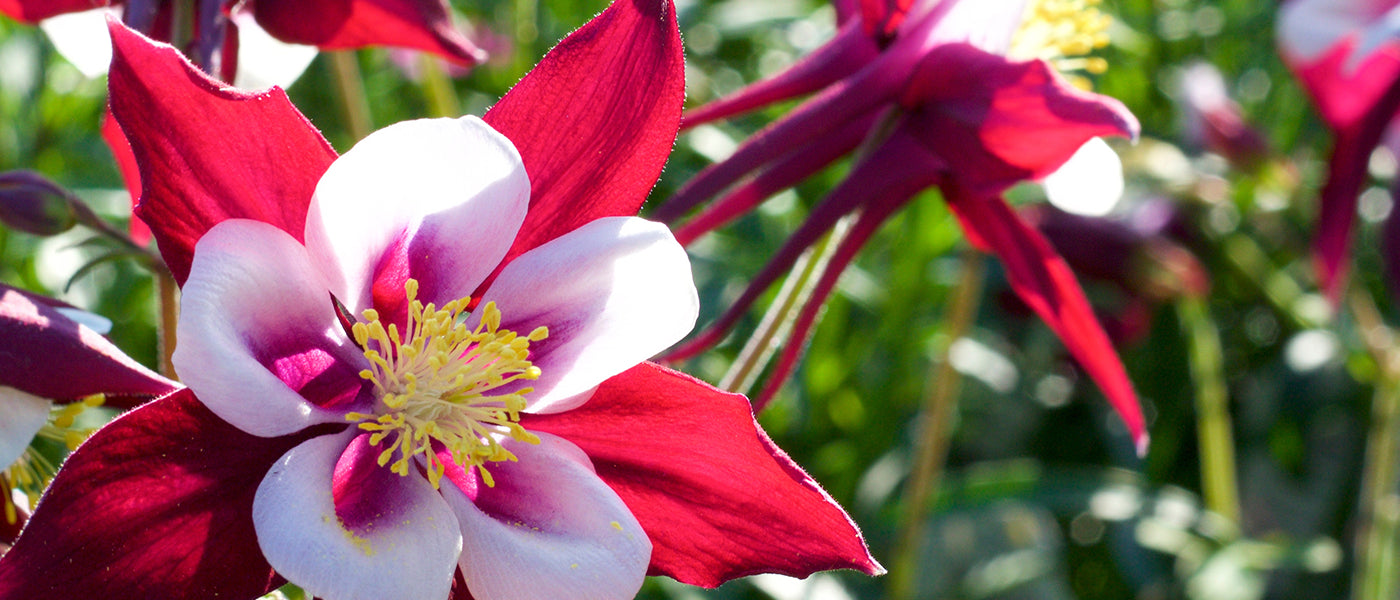 Ancolie des Alpes - Aquilegia alpina