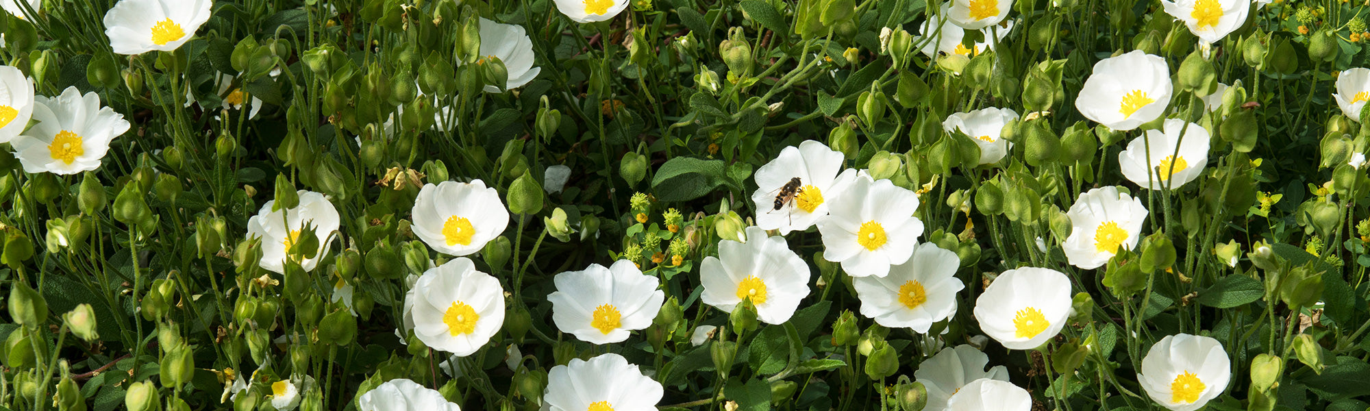 Ciste blanc - Cistus albidus
