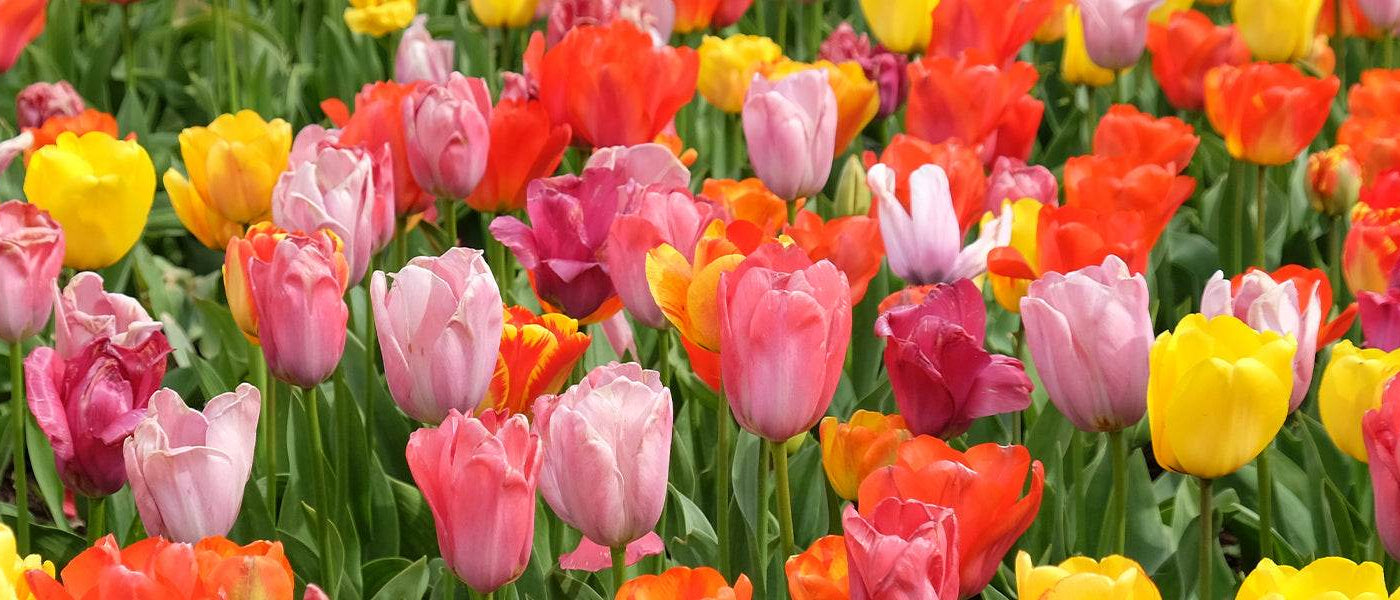 Tulipe humble - Tulipa humilis