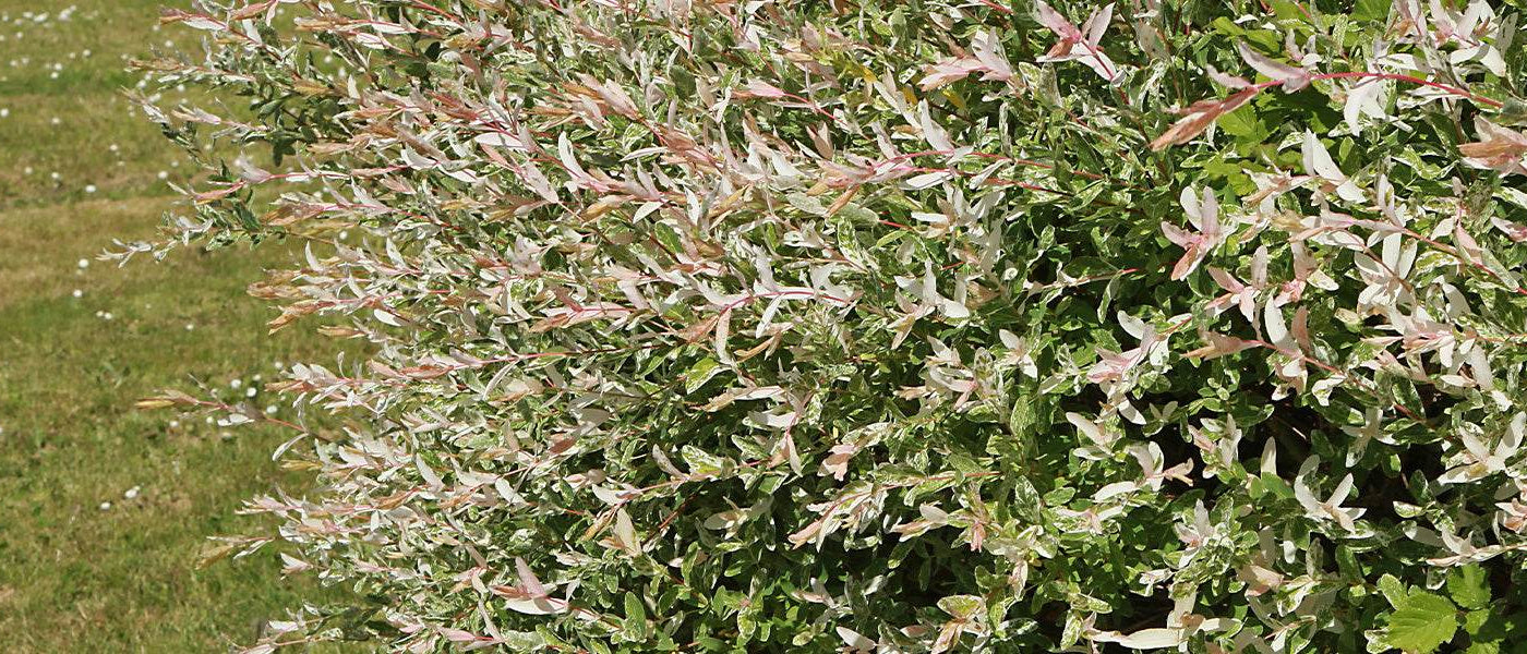 Saule marsault - Salix caprea