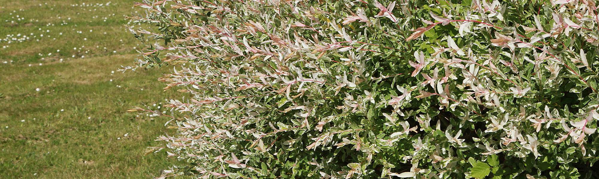 Saule marsault - Salix caprea