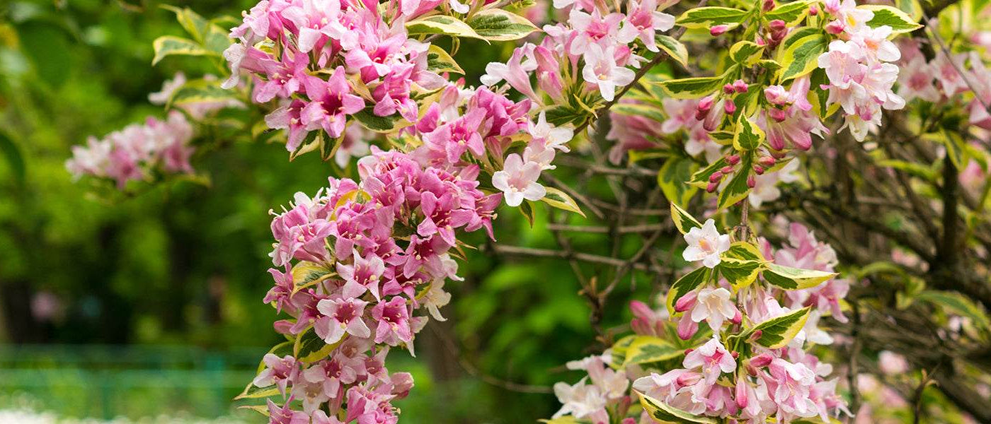 Weigélie floride - Weigela florida