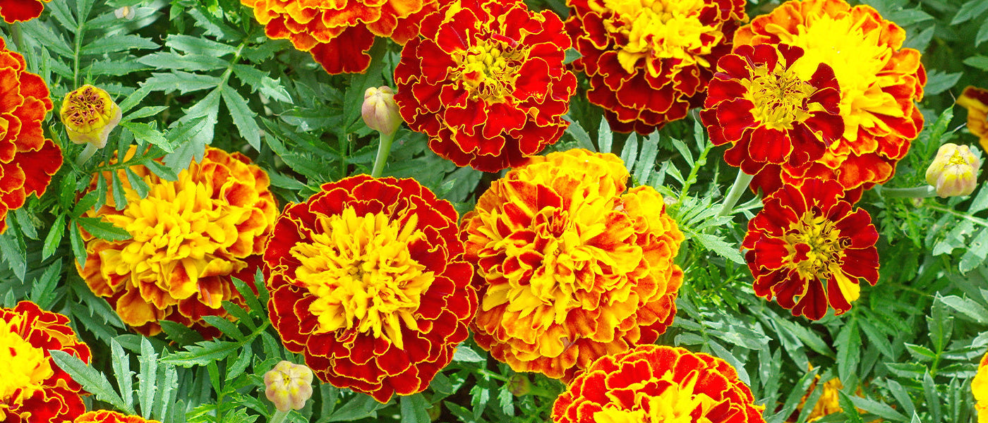 Œillets d'Inde et roses d'Inde