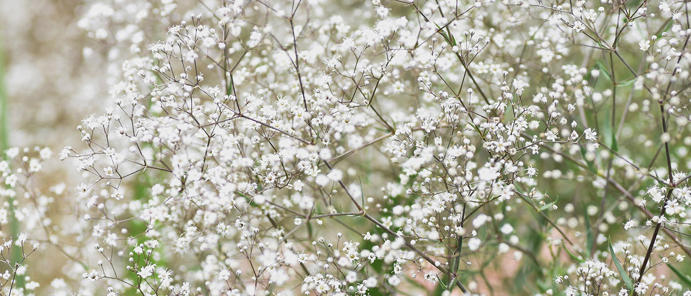 Gypsophile céraiste - Gypsophila cerastioides