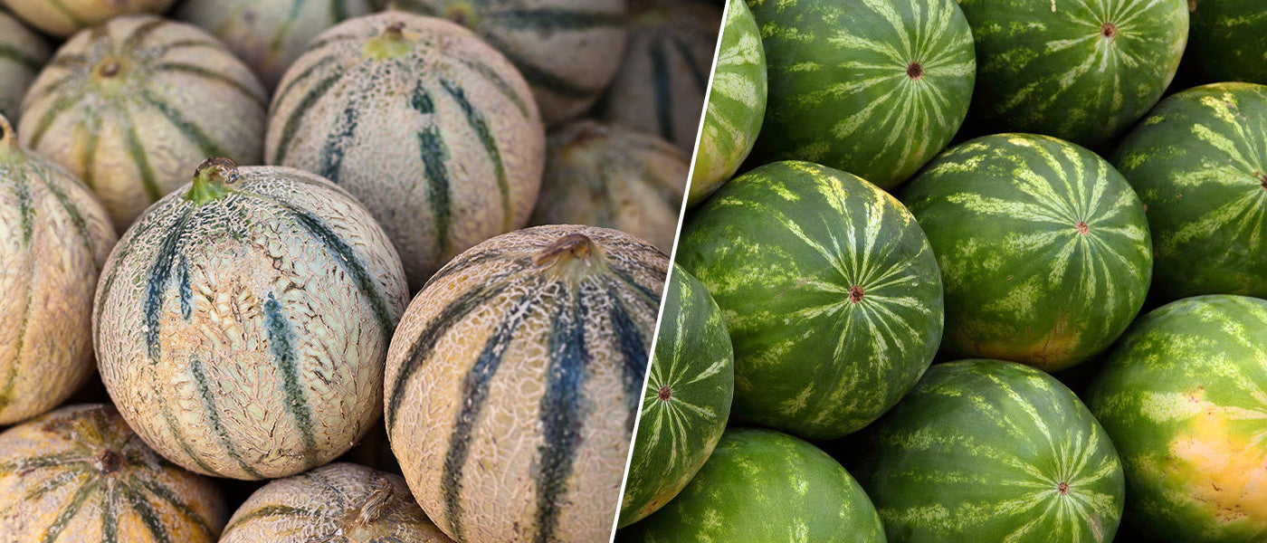 Plants de melons et pastèques