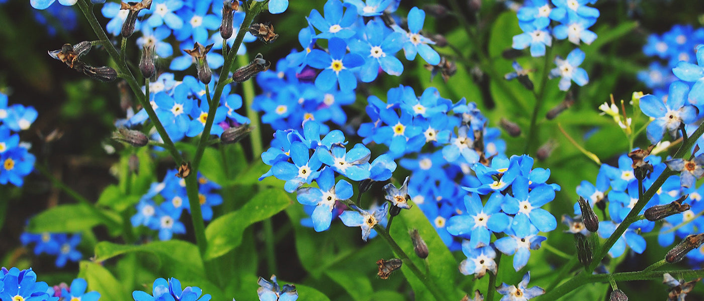 Myosotis des bois - Myosotis sylvatica