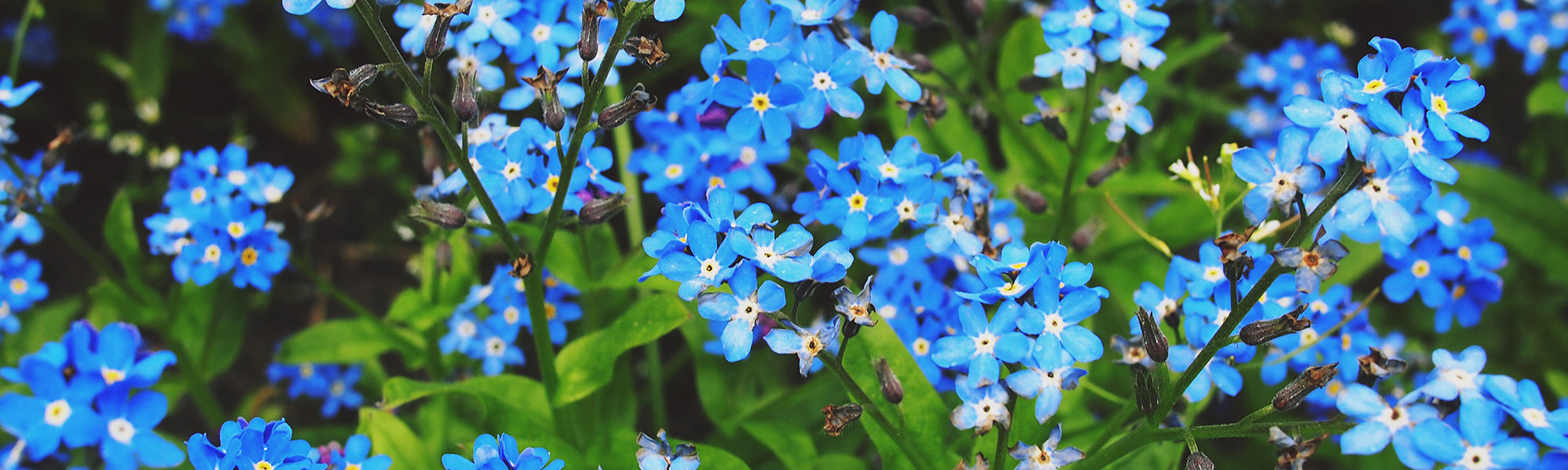 Myosotis des bois - Myosotis sylvatica