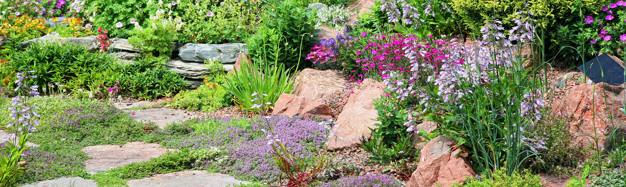 plantes de rocailles