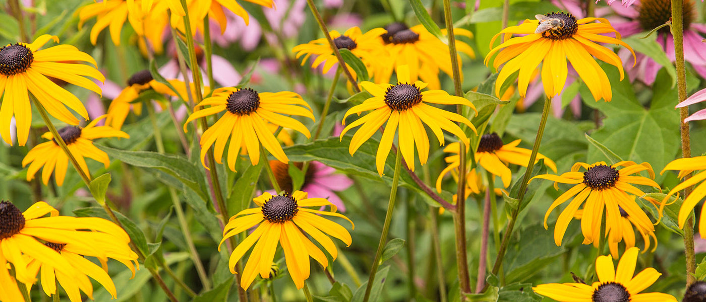 Rudbeckie géante - Rudbeckia maxima